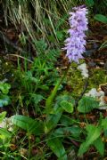 Orchis mascula